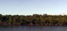 Mangroves