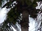 Yellow Coconuts(snow?)