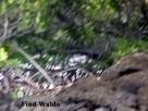 Find Waldo