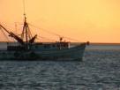 Shrimp Boat