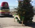 Christmas Tree - Southern Most