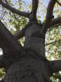 The Big Tree