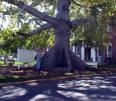 Zeke - The Big tree