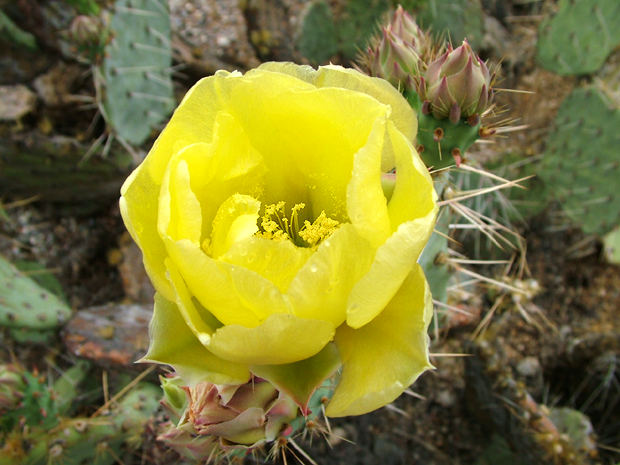 Cactus Flower